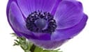 Anemone